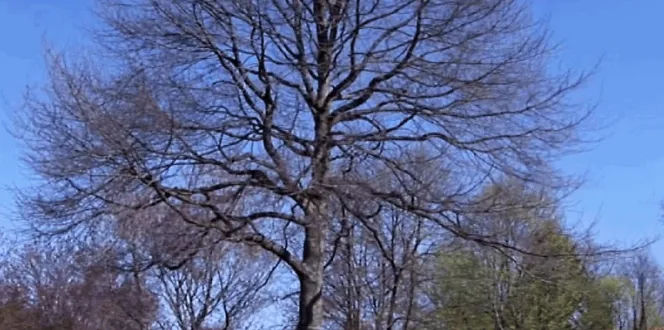 Best Time To Transplant Trees Davey Tree