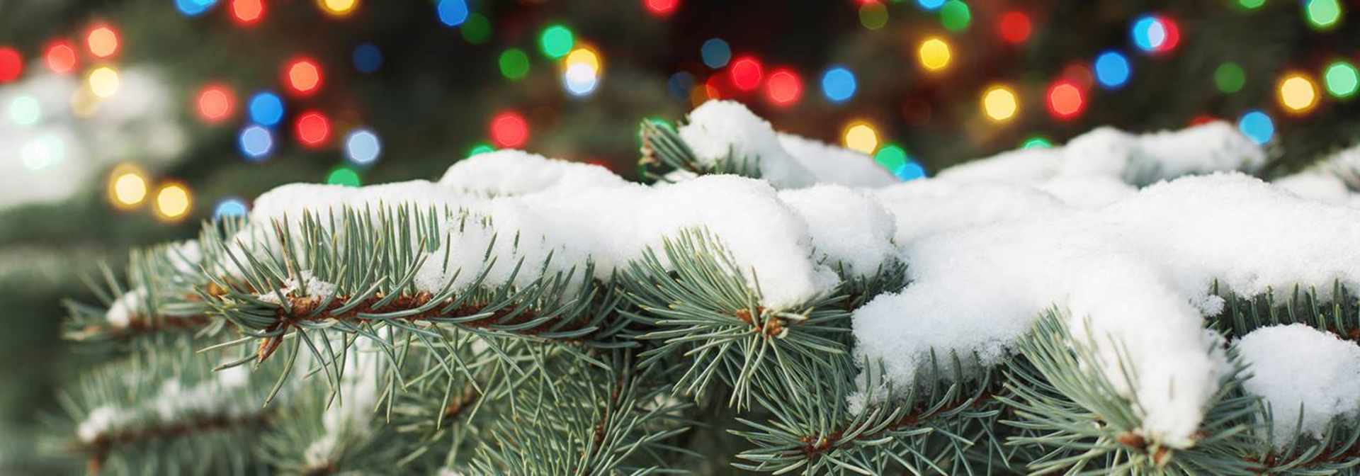 How To Wrap Outdoor Trees With Christmas Lights