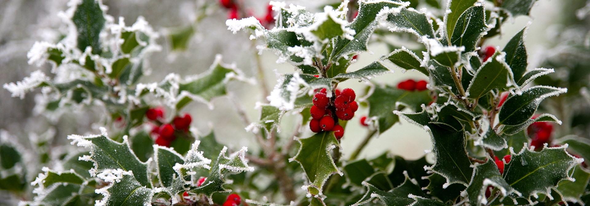 Winter Holly Stock Banner