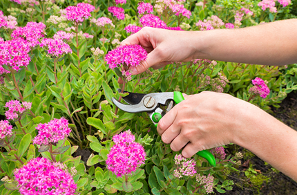 Perennial Pruning Guide
