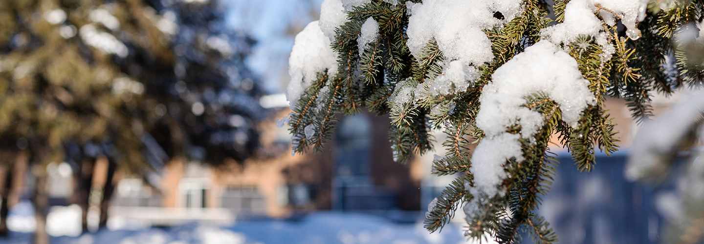 Should You Fertilize Evergreens In The Winter Davey Tree