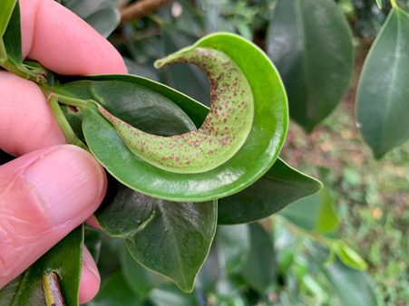 Thrips Damage On Plants