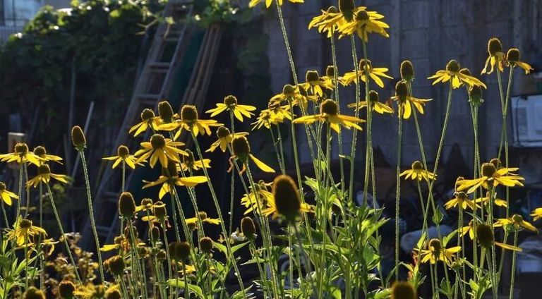 Fireproof Landscapes with Fire Resistant Plants, Trees and Shrubs ...