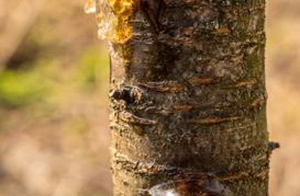 Davey Tree Sap Oozing From Fruit Tree