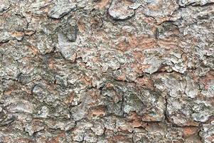 Norway Spruce Tree Bark