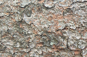 Norway Spruce Tree Bark